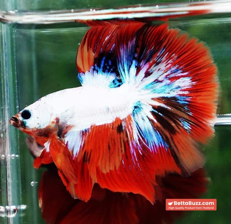 Betta fish HM Multicolor Fire Dragon - Image 3