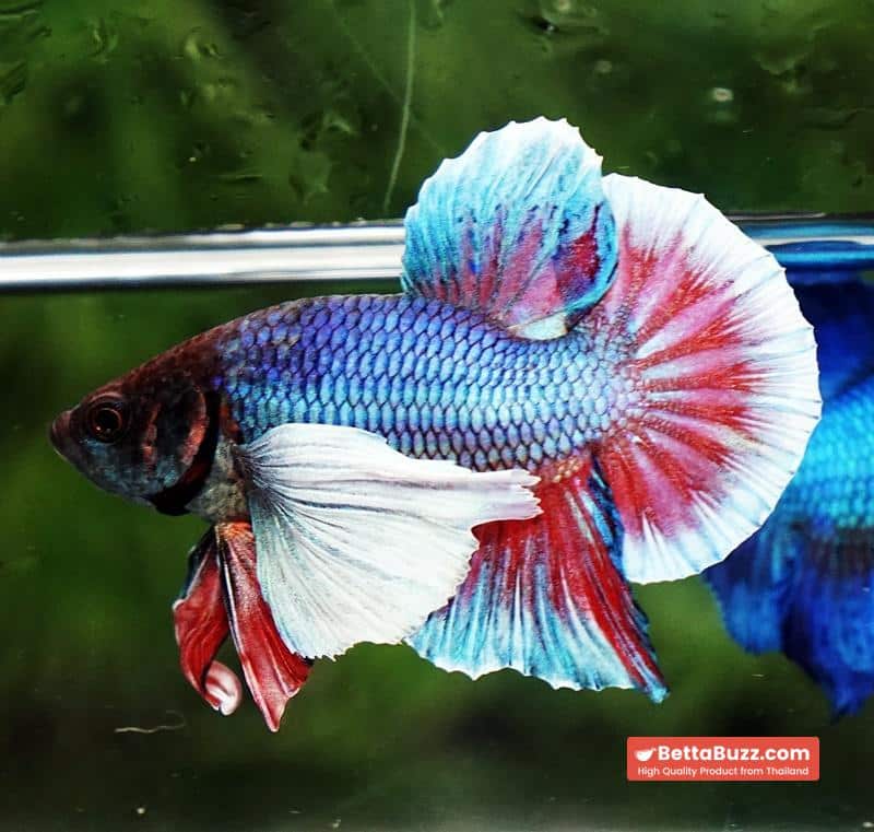 Betta Fish Purple Pink Salamander Dumbo HMPK - Image 5