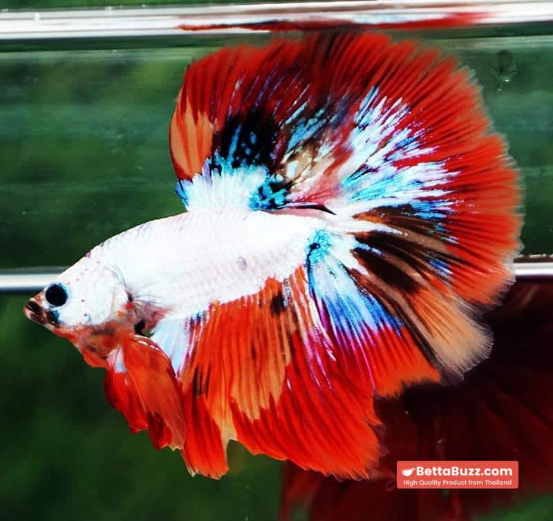 Betta fish HM Multicolor Fire Dragon - Image 5