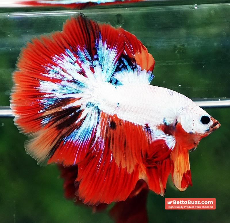 Betta fish HM Multicolor Fire Dragon - Image 2