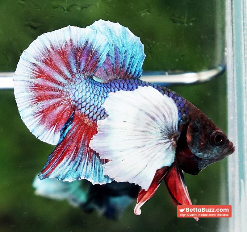 Betta Fish Purple Pink Salamander Dumbo HMPK - Image 2