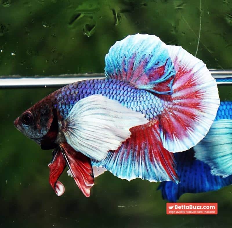 Betta Fish Purple Pink Salamander Dumbo HMPK - Image 3