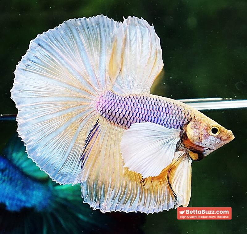 Betta fish HM Yellow Pink Net Dumbo - Image 4