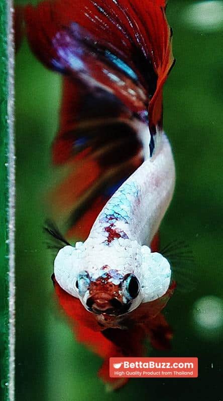Betta fish HM Multicolor Fire Dragon - Image 8
