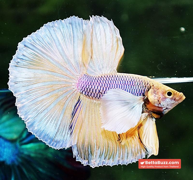 Betta fish HM Yellow Pink Net Dumbo - Image 2