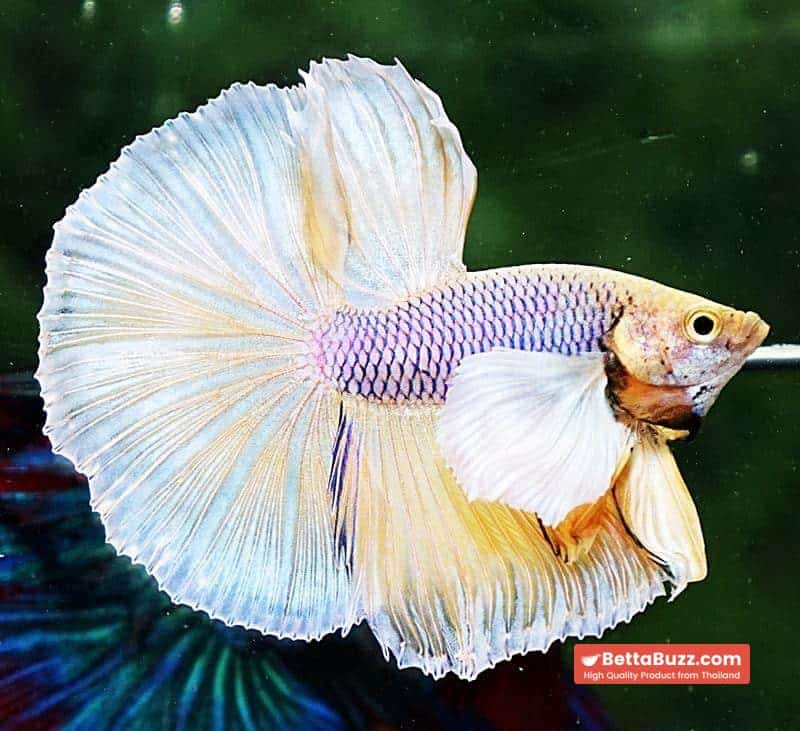 Betta fish HM Yellow Pink Net Dumbo - Image 6