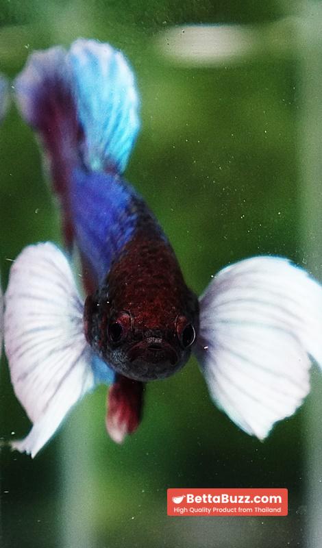 Betta Fish Purple Pink Salamander Dumbo HMPK - Image 7