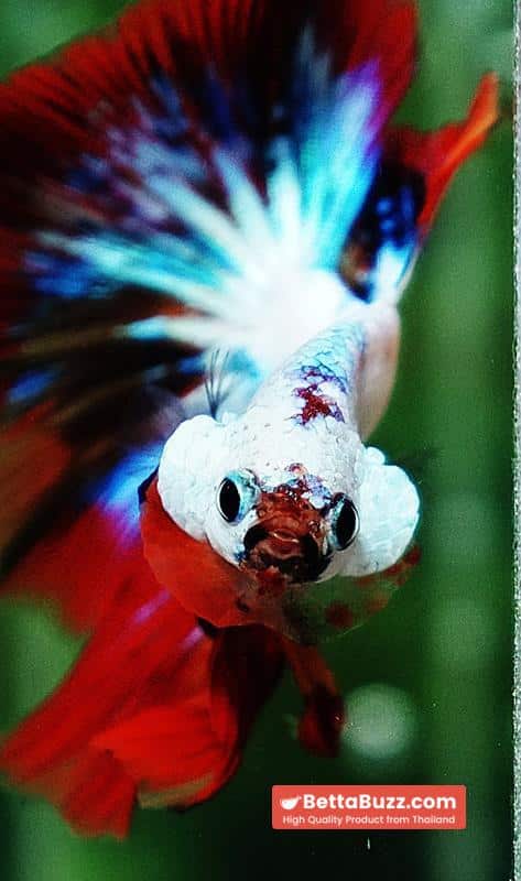 Betta fish HM Multicolor Fire Dragon - Image 9