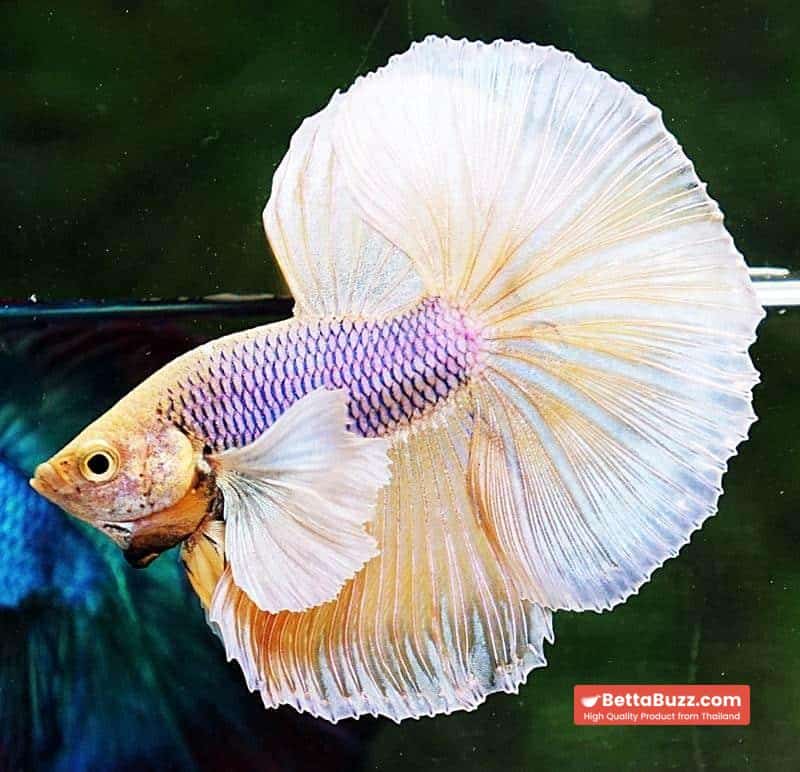 Betta fish HM Yellow Pink Net Dumbo - Image 3