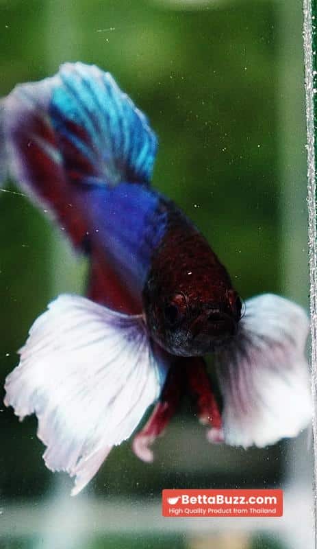 Betta Fish Purple Pink Salamander Dumbo HMPK - Image 8