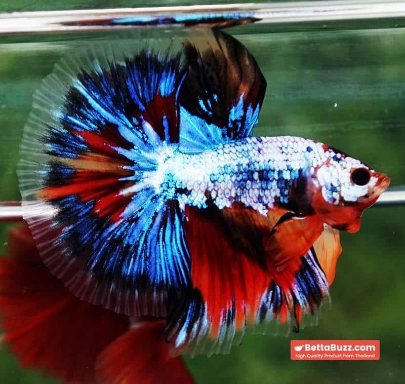 Betta fish OHM Thunder Rainbow - Image 2