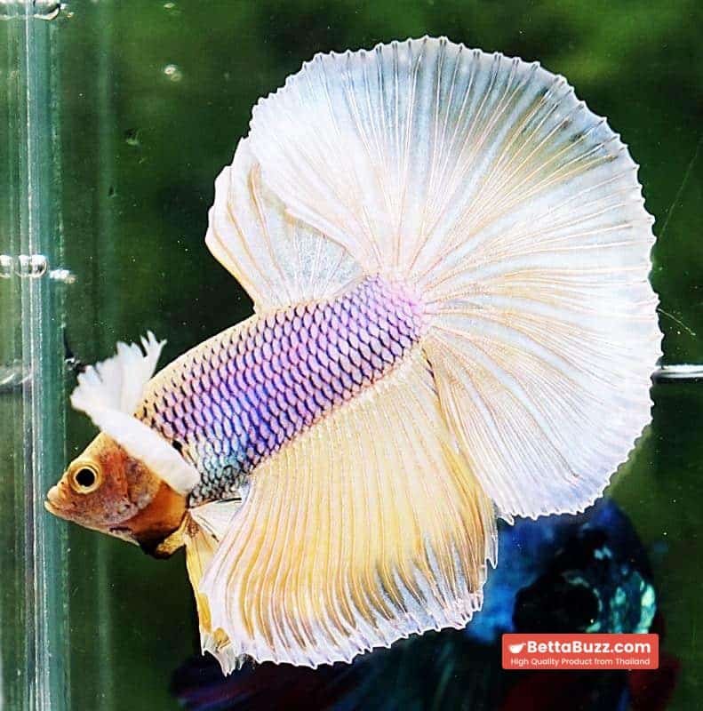 Betta fish HM Yellow Pink Net Dumbo - Image 5