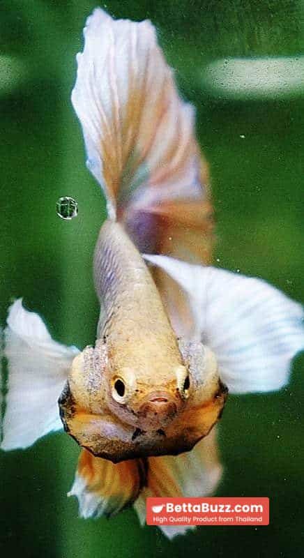 Betta fish HM Yellow Pink Net Dumbo - Image 7