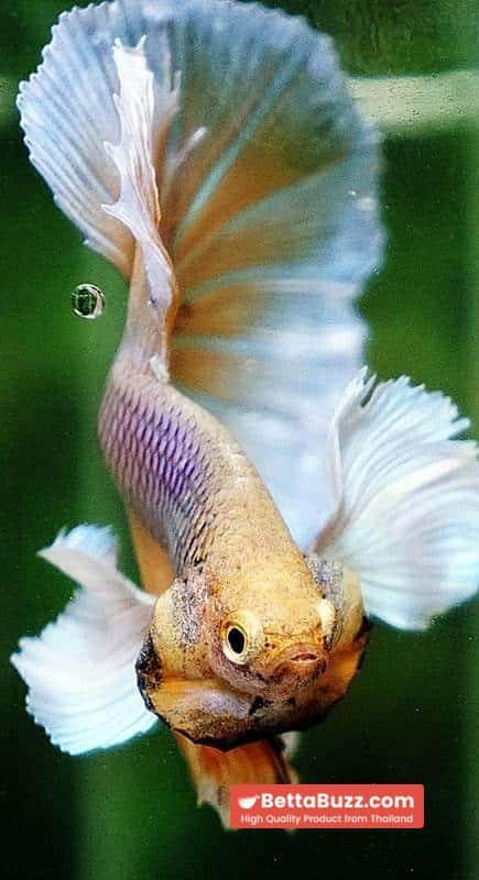 Betta fish HM Yellow Pink Net Dumbo - Image 8