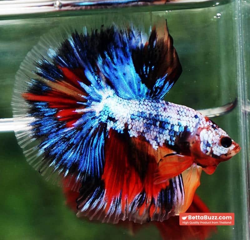 Betta fish OHM Thunder Rainbow - Image 4