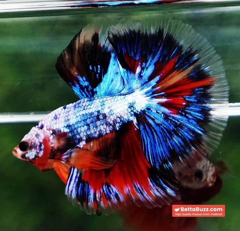 Betta fish OHM Thunder Rainbow - Image 3