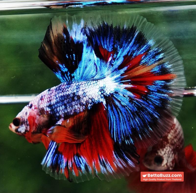 Betta fish OHM Thunder Rainbow - Image 5
