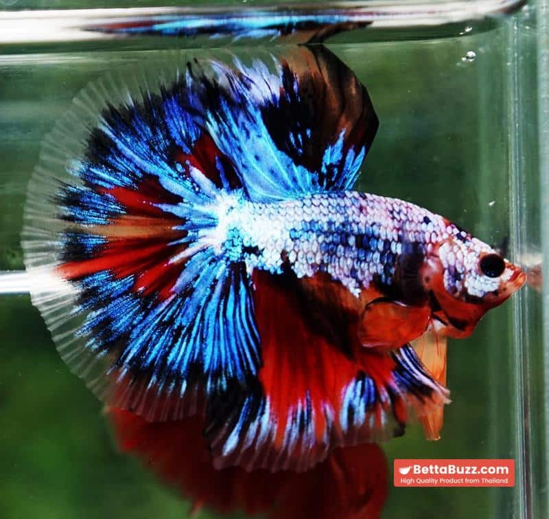 Betta fish OHM Thunder Rainbow - Image 6