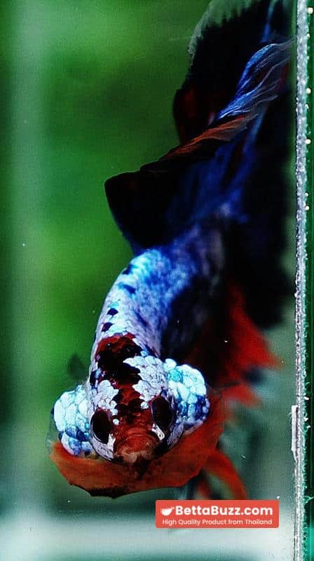 Betta fish OHM Thunder Rainbow - Image 7