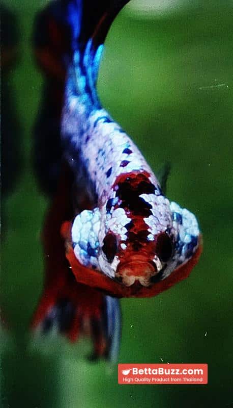 Betta fish OHM Thunder Rainbow - Image 8