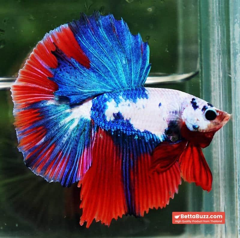 Betta fish HM Fancy Catain America - Image 4