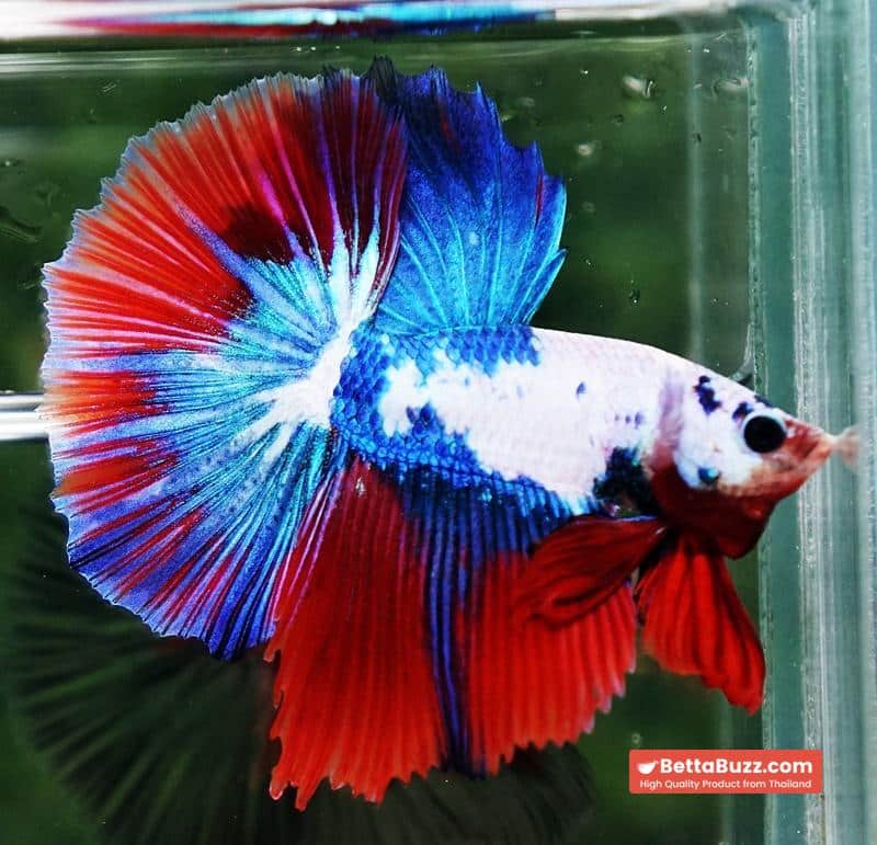 Betta fish HM Fancy Catain America - Image 2