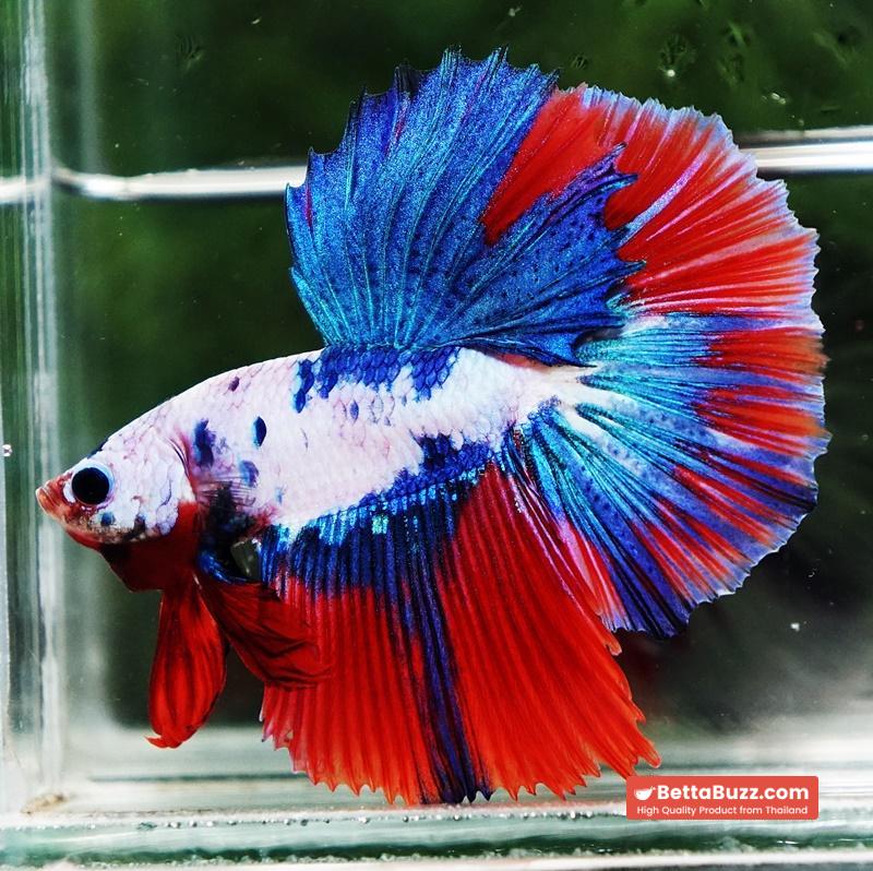 Betta fish HM Fancy Catain America - Image 5