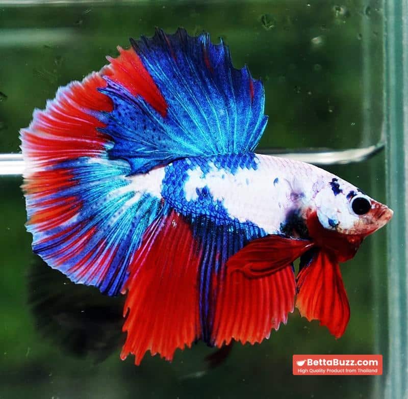 Betta fish HM Fancy Catain America - Image 6