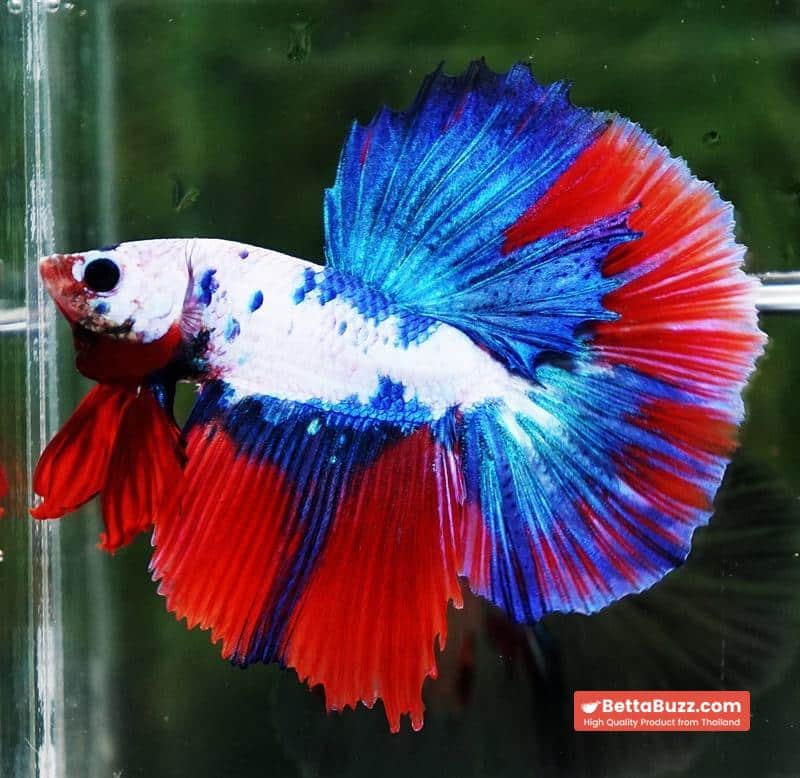 Betta fish HM Fancy Catain America - Image 3