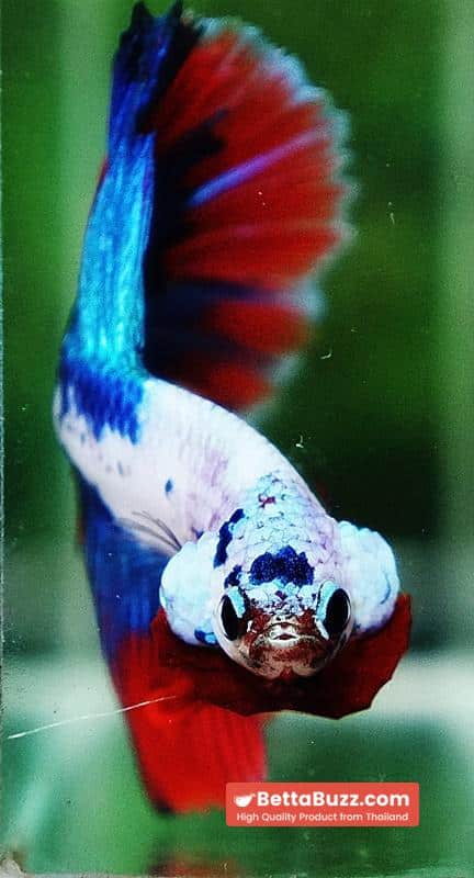 Betta fish HM Fancy Catain America - Image 7