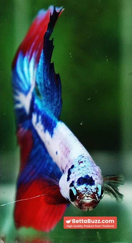 Betta fish HM Fancy Catain America - Image 8