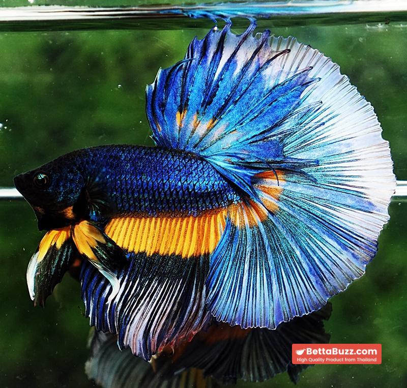 Betta fish HM Blue Mustard Gas Butterfly - Image 3