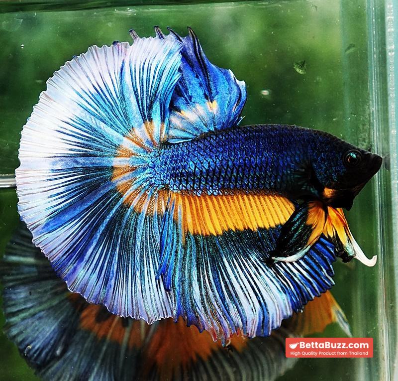 Betta fish HM Blue Mustard Gas Butterfly - Image 2