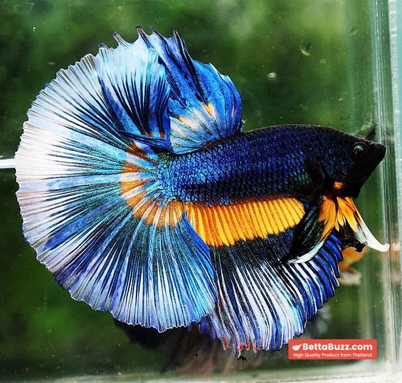 Betta fish HM Blue Mustard Gas Butterfly - Image 4