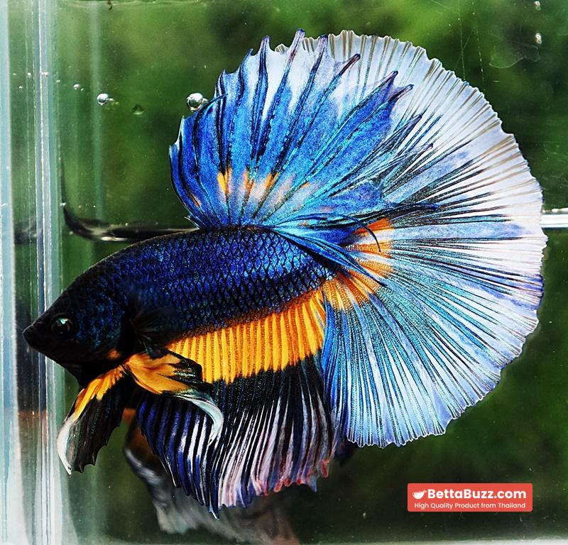 Betta fish HM Blue Mustard Gas Butterfly - Image 6