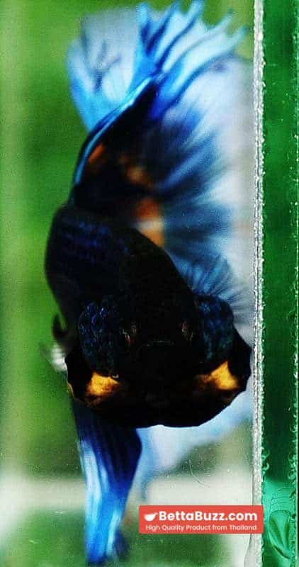 Betta fish HM Blue Mustard Gas Butterfly - Image 7
