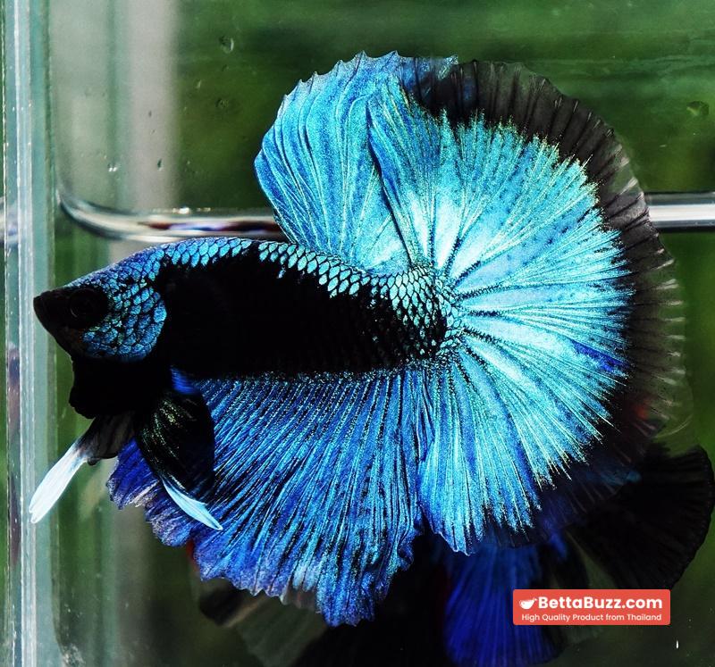 Betta fish OHM King Blue Samurai Black Mask (Rare) - Image 4