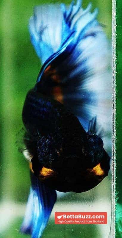 Betta fish HM Blue Mustard Gas Butterfly - Image 8