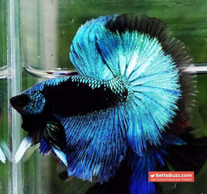 Betta fish OHM King Blue Samurai Black Mask (Rare) - Image 2