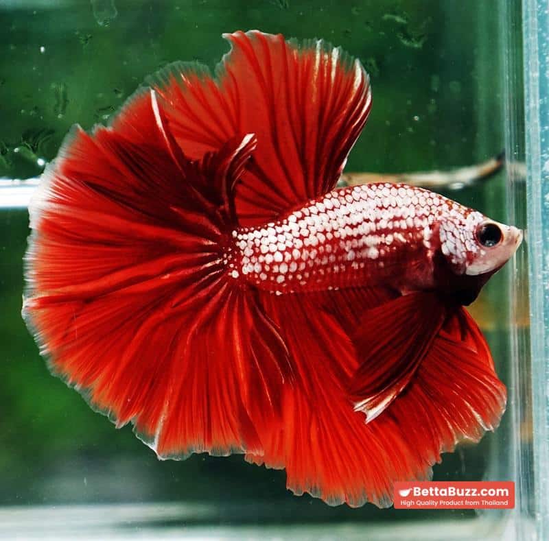 Betta fish OHM Red Gold Dragon Galaxy Sky Hawk - Image 3