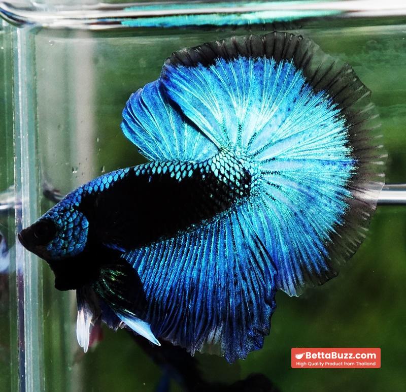 Betta fish OHM King Blue Samurai Black Mask (Rare) - Image 6