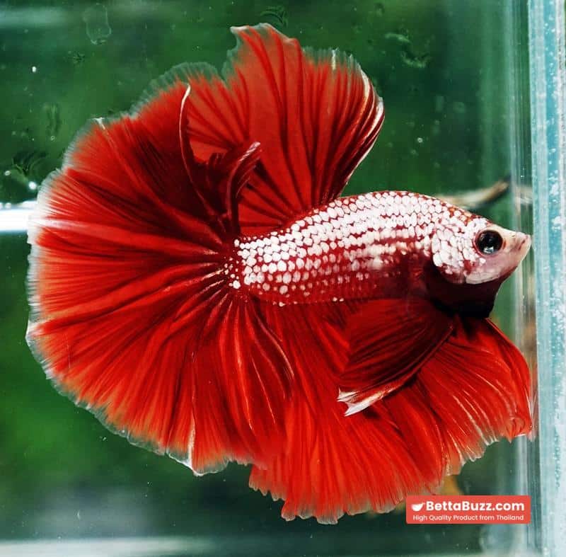 Betta fish OHM Red Gold Dragon Galaxy Sky Hawk - Image 5
