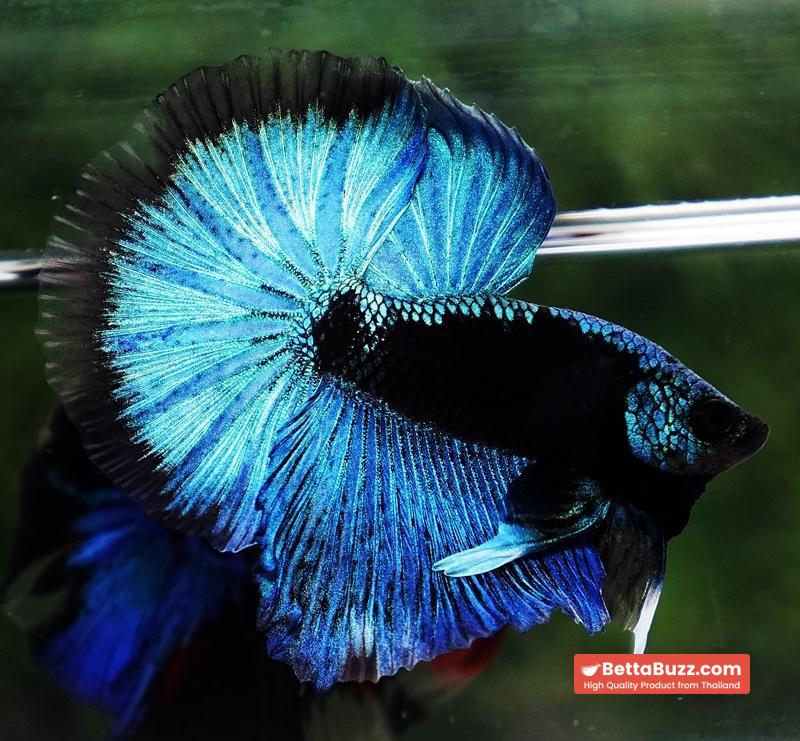Betta fish OHM King Blue Samurai Black Mask (Rare) - Image 5