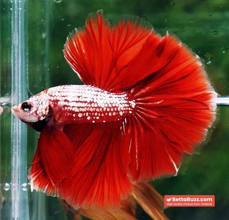 Betta fish OHM Red Gold Dragon Galaxy Sky Hawk - Image 4