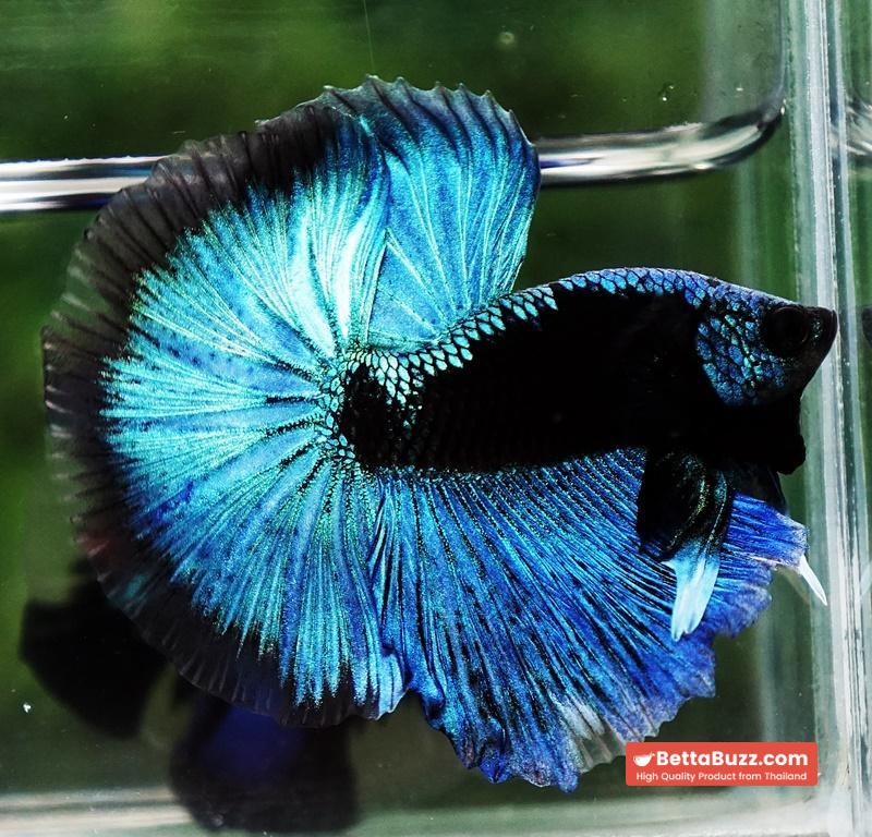Betta fish OHM King Blue Samurai Black Mask (Rare) - Image 3