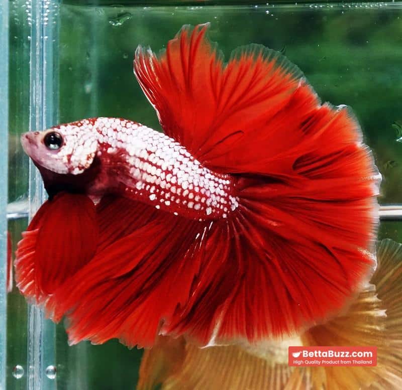 Betta fish OHM Red Gold Dragon Galaxy Sky Hawk - Image 2