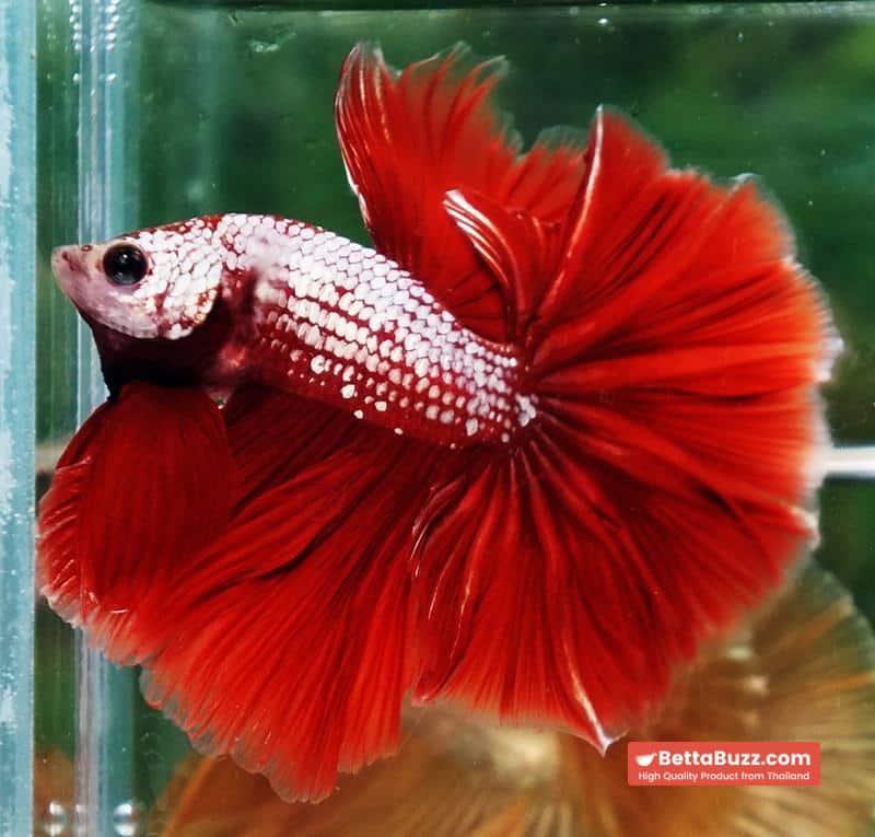Betta fish OHM Red Gold Dragon Galaxy Sky Hawk - Image 6