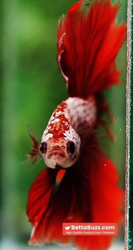 Betta fish OHM Red Gold Dragon Galaxy Sky Hawk - Image 7
