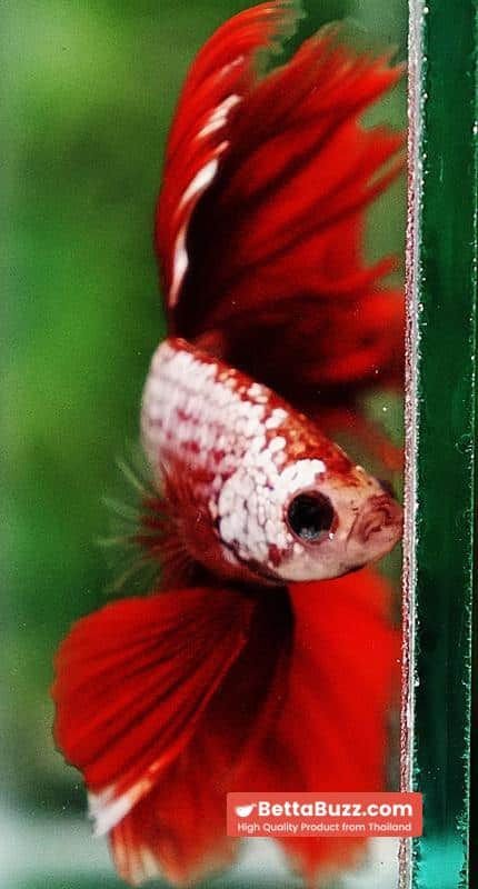 Betta fish OHM Red Gold Dragon Galaxy Sky Hawk - Image 8