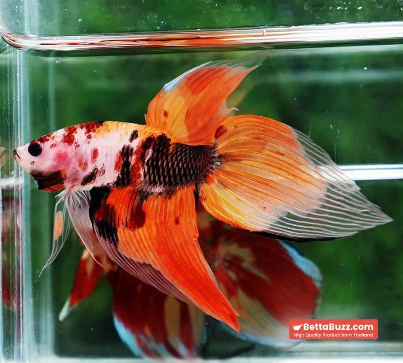 Betta fish Classic Nemo Koi (VT) - Image 3